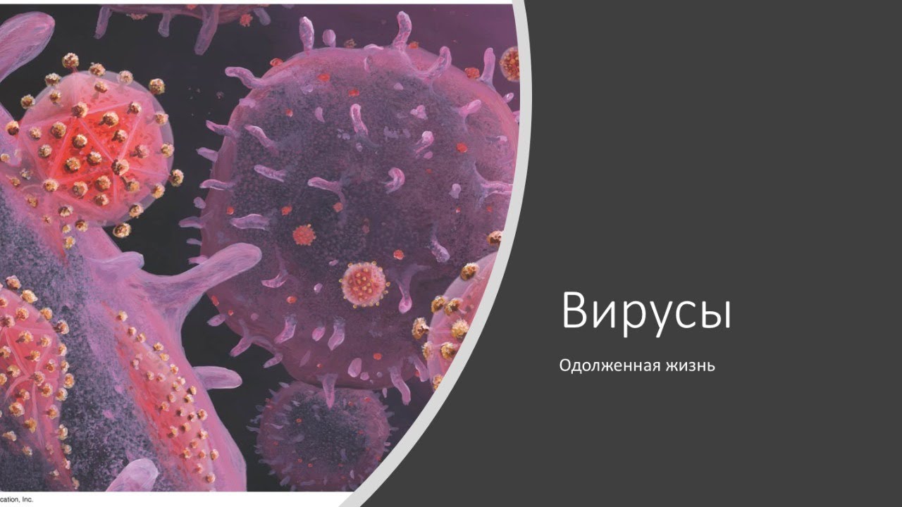 Вирусы