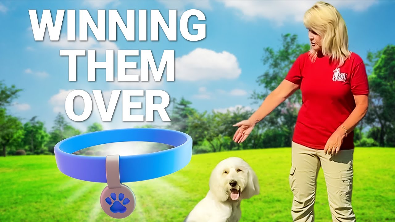 The Simplest Way to Get Your Dog to Wear a Collar!