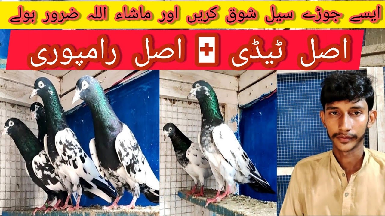 Adeel Bhai ky rampuri+teddy jhordy sale 03084123095 || Pakistan lahore 2022