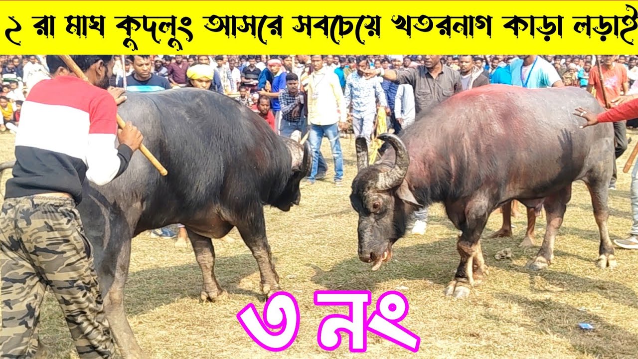 ২ রা মাঘ কুদলুং আসরে সবচেয়ে খতরনাগ কাড়ার হাড্ডাহাড্ডি লড়াই ৩ নং 👈