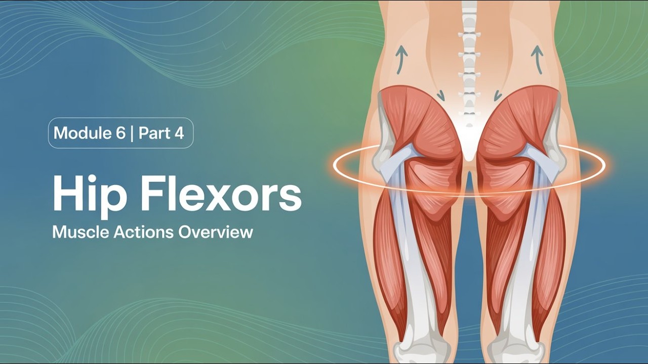 Module 6 — Part 4: Anatomy of the Hip | Hip Flexors & Muscle Actions Overview