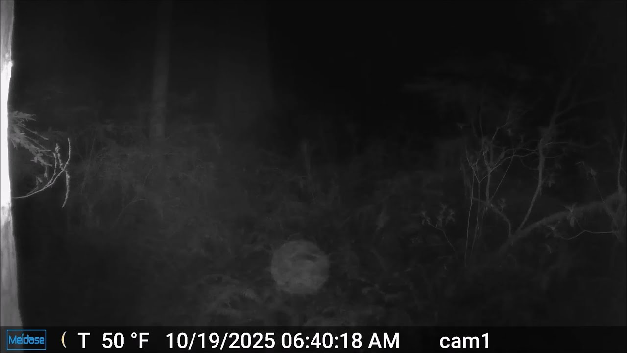 Orbs at the Redwood forest Bigfoot camera trap area