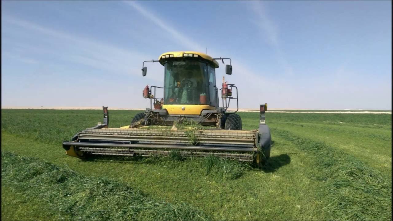 زراعة البرسيم الحجازي بالصور Steps planting Alfalfa pictures