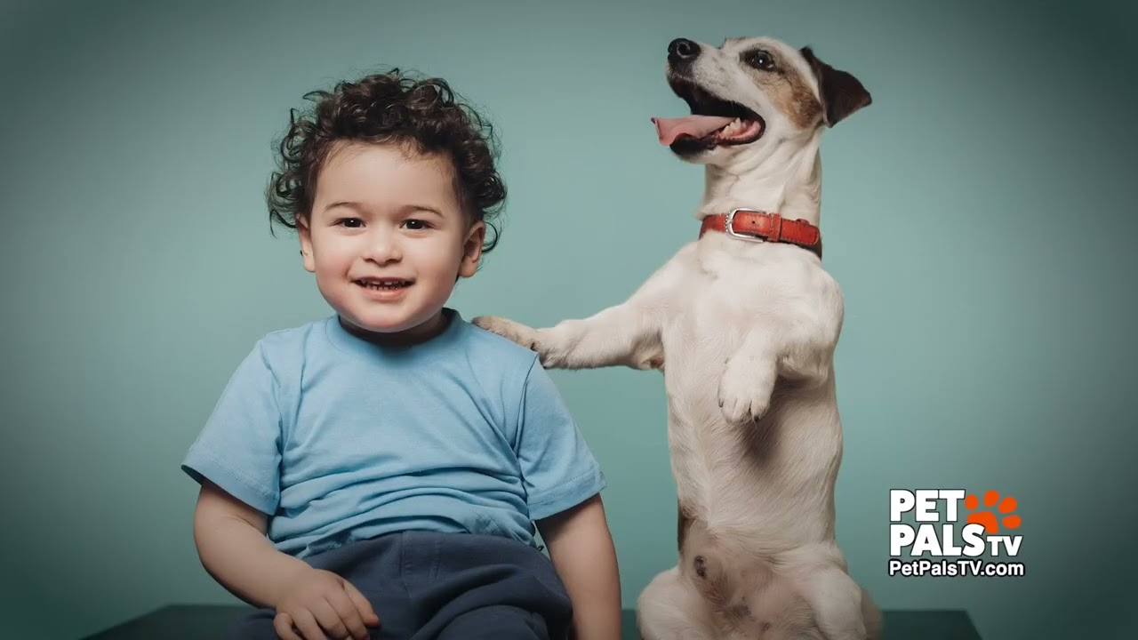 Pet Pals TV - 7 февраля 2026 г.