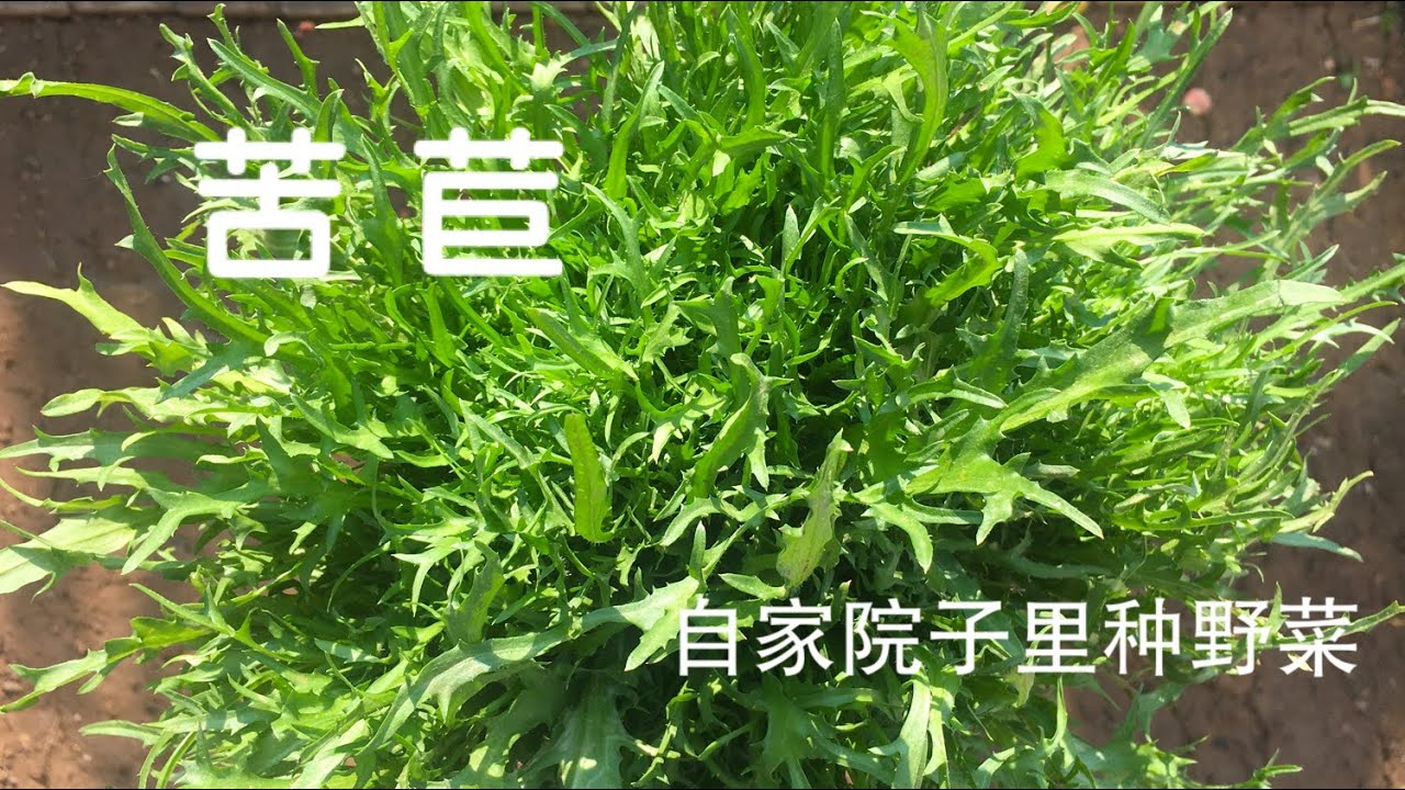 苦苣菜（苦菊）种植/种野菜