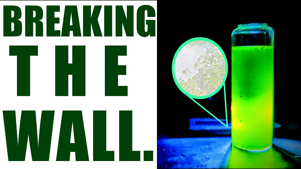 I Tried 4 Different Cell Disruption Methods for my Algae, here's how it went