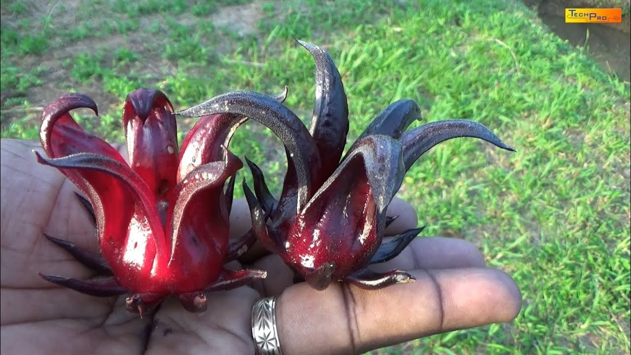 Organic Garden Black Sorrel Rosella Harvest
