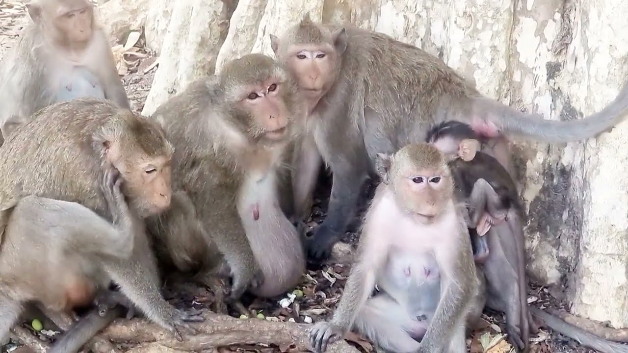 Monkey Family Moments 🐒 | Heartwarming Wild Life Scene