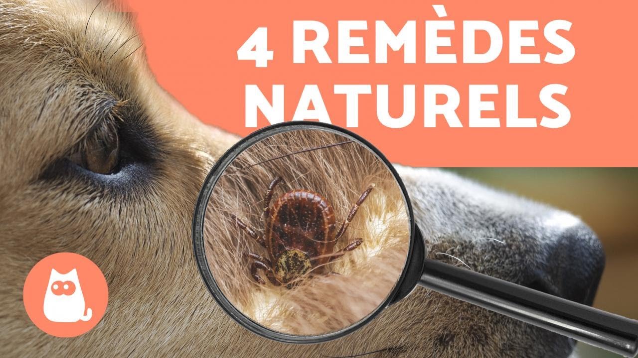 4 REMÈDES de GRAND-MÈRE contre les TIQUES chez les CHIENS 🕷️ Très EFFICACES !