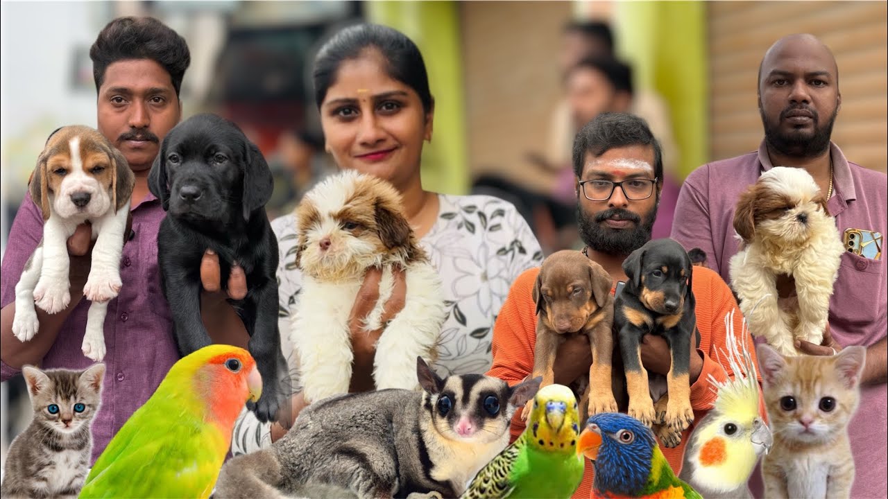 Broadway Sunday Pets Market | All Types of Pets in One Place Only Sunday Open 