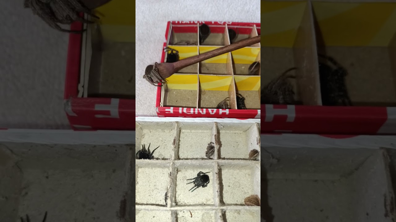 Samon ng Isabela 🕷️🕷️🕸️