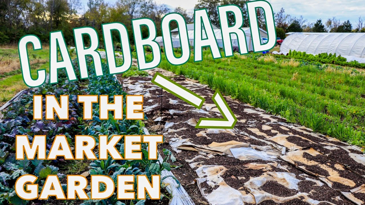 The Case for Cardboard