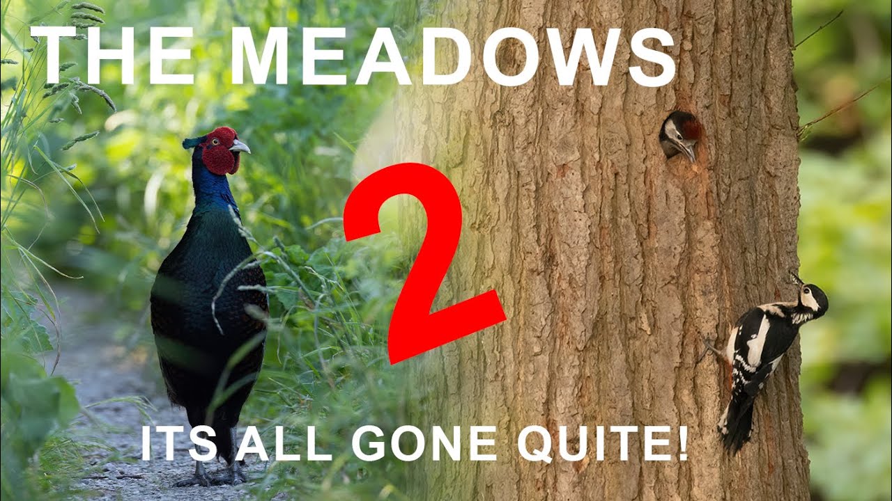 Return to the meadows - its all quite photographing wildlife