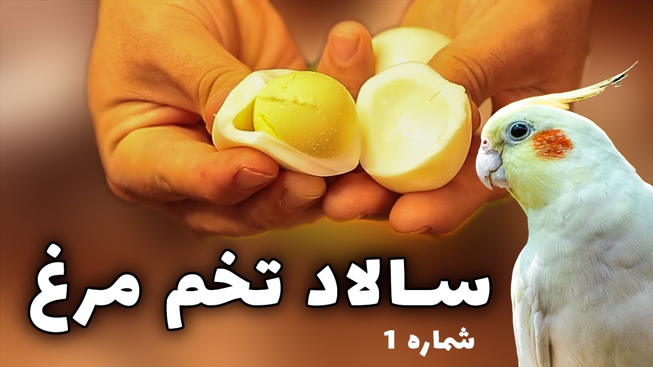 غذای تخم مرغی مناسب برای تمام طوطی ها + نکات مهم تغذیه و پروش (شماره ۱) || egg food for parrots