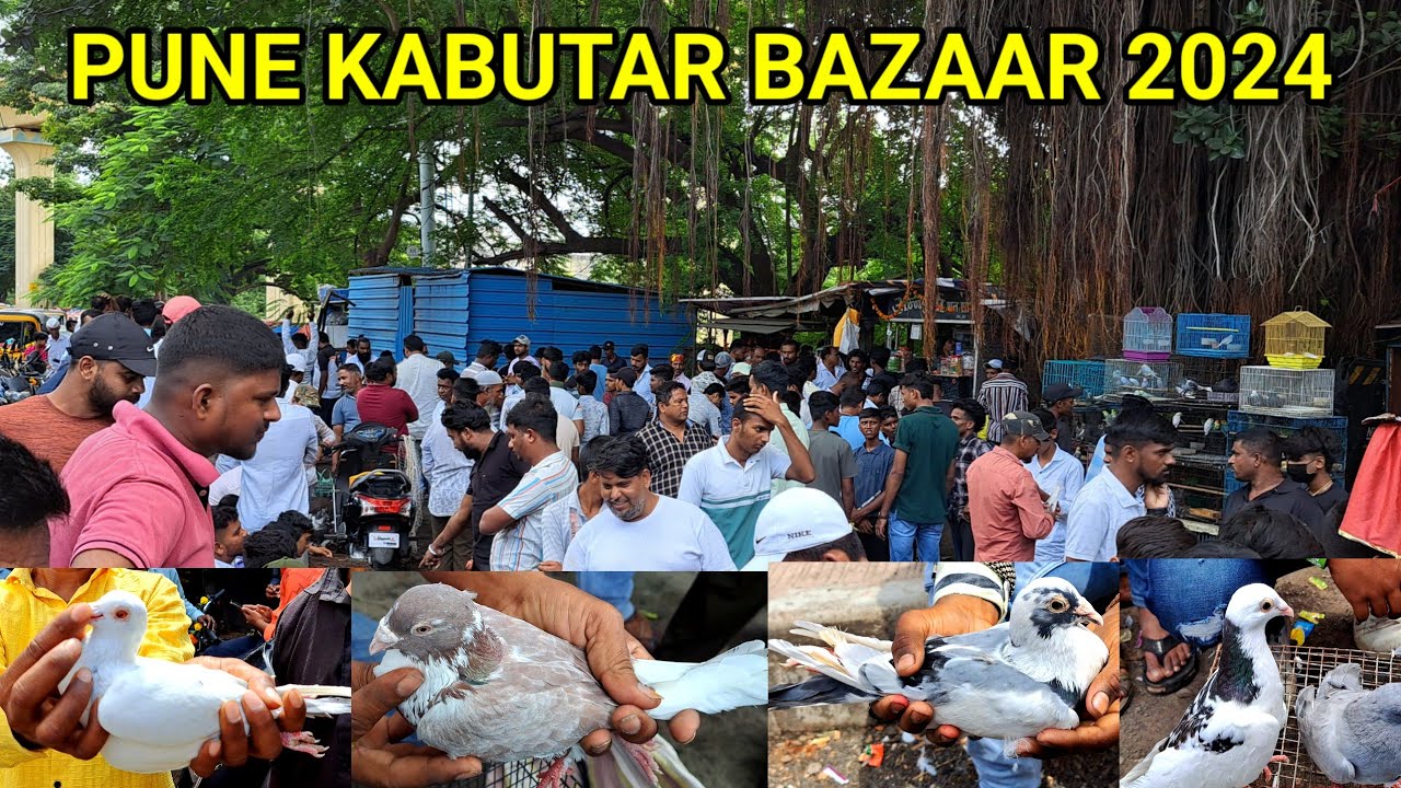 Pune Kabutar Bazaar 2024 || 100 YEAR'S OLD || MD.ANAS.VLOG