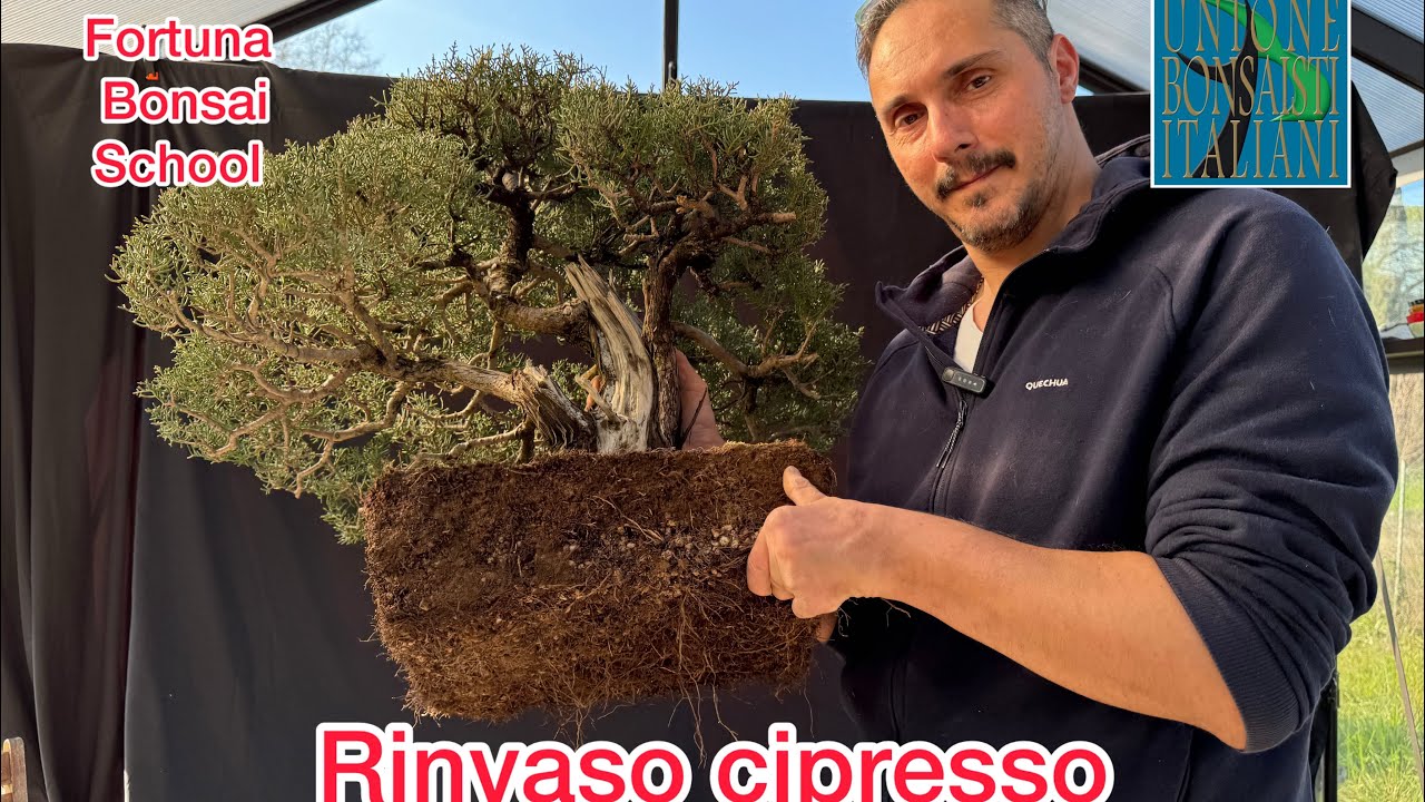 Rinvaso cipresso bonsai, studio della giusta miscela di terre e corretto posizionamento in vaso