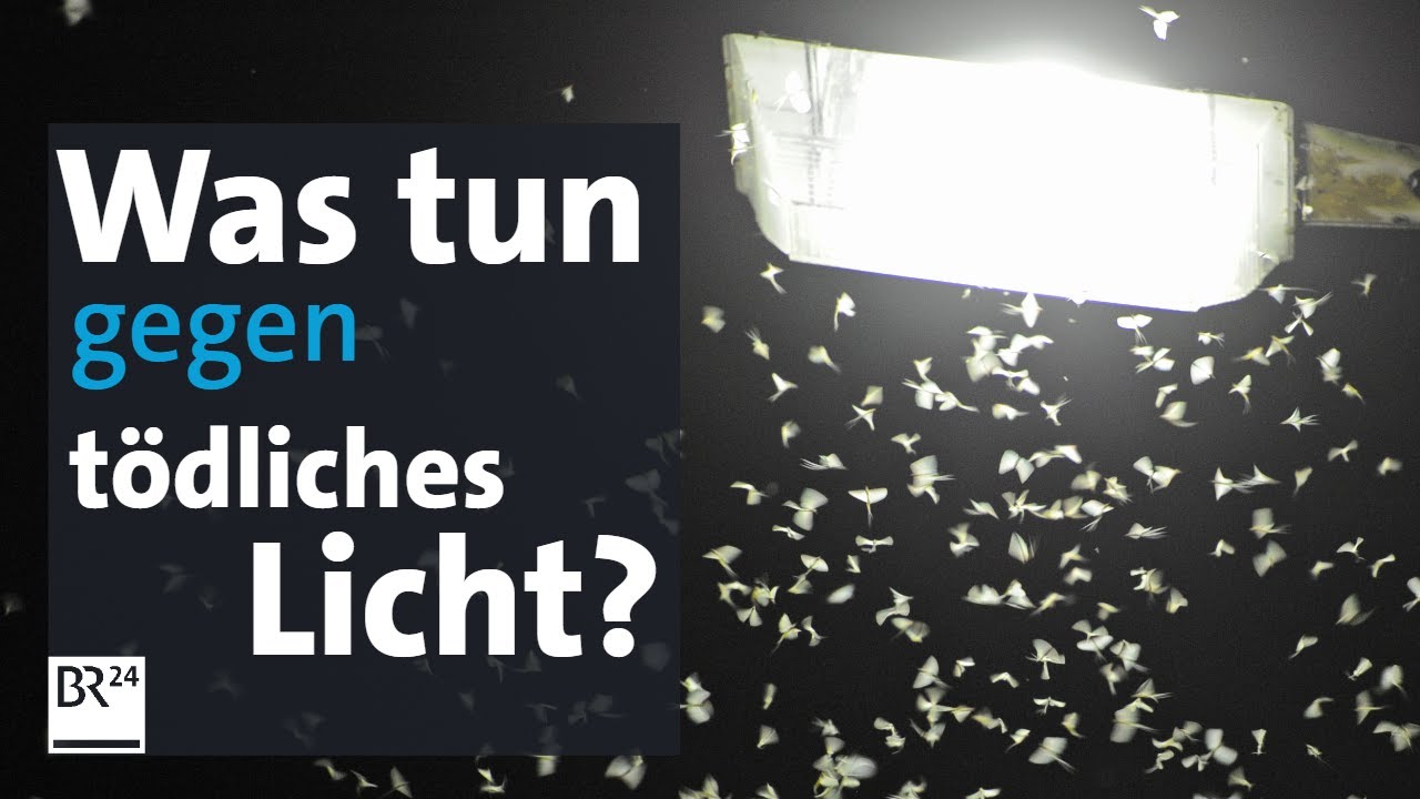 Lichtverschmutzung: Einfach mal abschalten  - für die Insekten | Abendschau | BR24