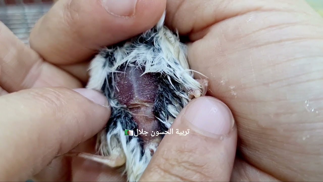 علاج مرض الميغابكتيريا خطير وفتاك بطيور الحسون وباقي العصافير هكذا عالجت