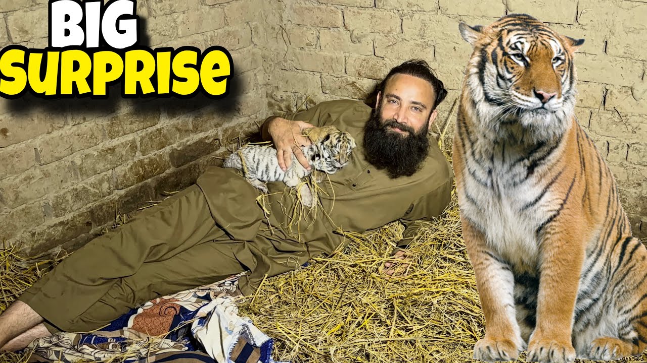 Meggi Tiger Na Big Surprise Da Diya 🐅🐯