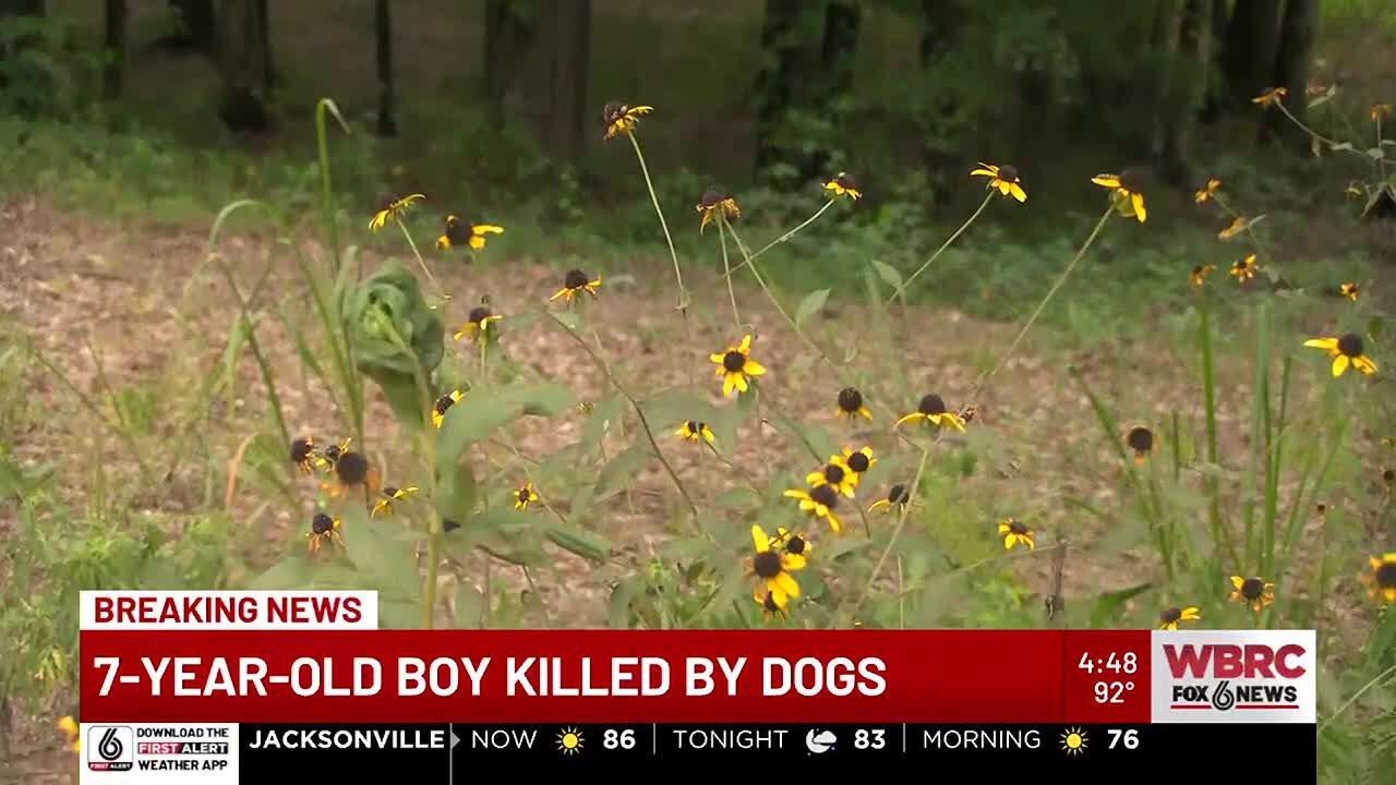 Grandmother injured trying to save 7-year-old boy from deadly dog attack