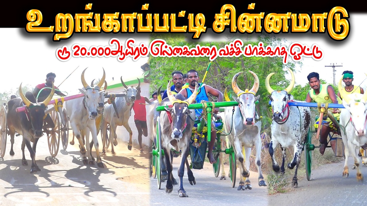 உறங்கப்பட்டி சின்னமாடு 1 பந்தயம் 14.03.2026