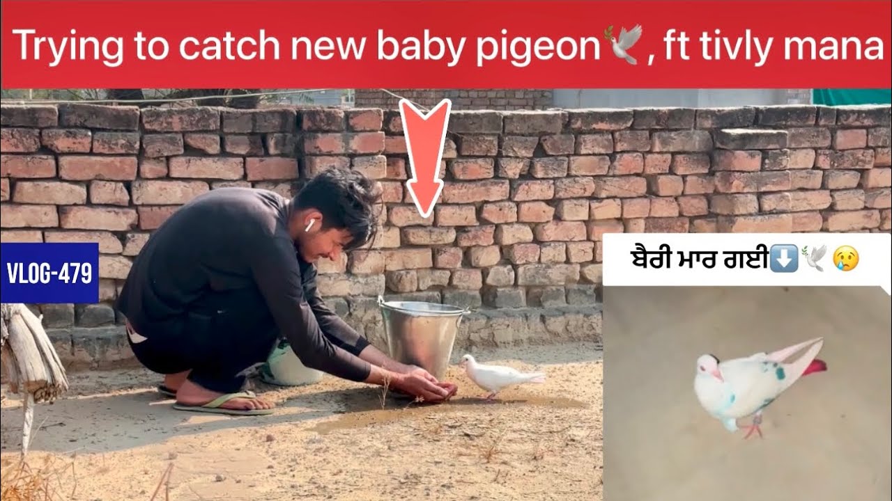 Peregrine falcon attacked on baby pigeons🕊️😢|| 4 ਨਵੇਂ ਬੱਚੇ🕊️ਪਾਸੇ ਸੁੱਟ ਗਈ|| ਦੇਖੋ ਸਾਰੀ video