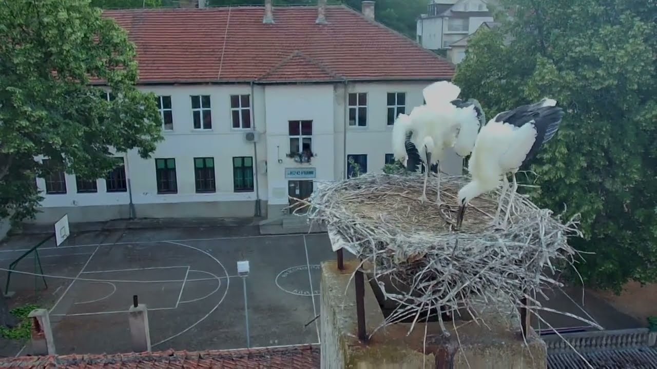 Storks in Blatec