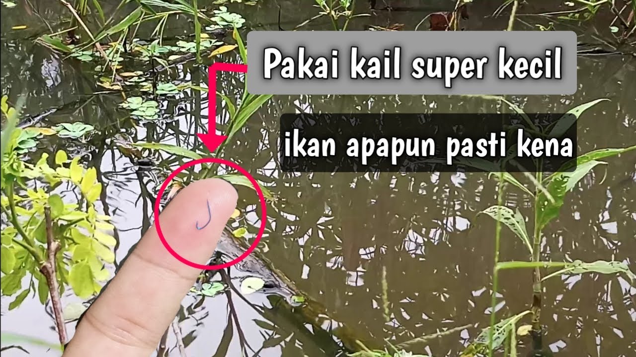 MANCING PAKAI KAIL SUPER KECIL IKAN SEPAT TAK BERKUTIK