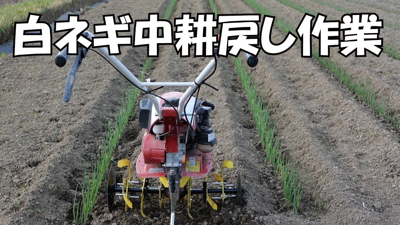 白ネギ中耕土戻し作業とピーマン定植作業20/4/22＃945