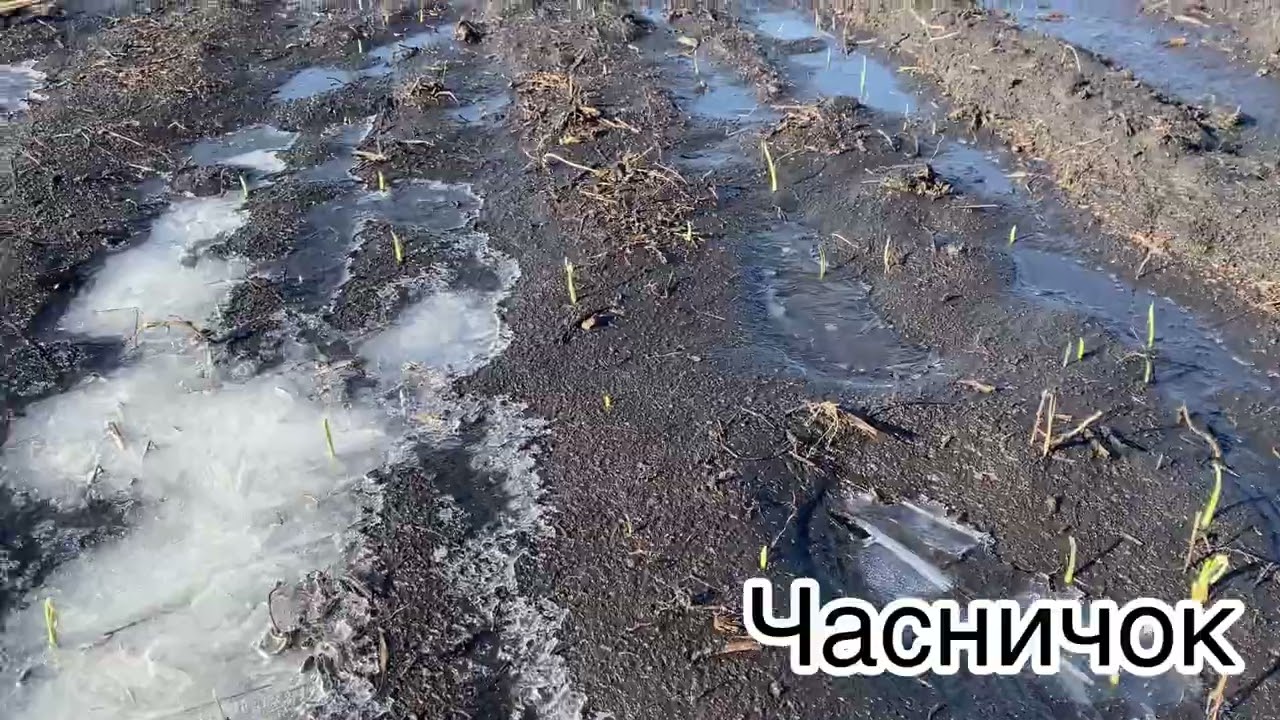 Стан часнику на 1 березня