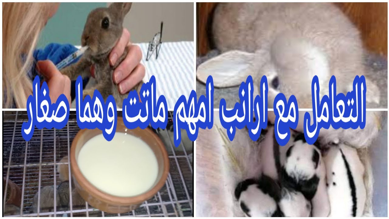 الارانب امهم ماتت (ازاى اراعى الصغار من  الولادة الى الفطام )