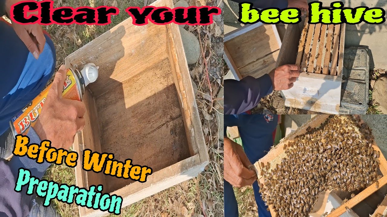 How to Clean Your Bee Box Before Winter Preparation/winter se pahle bee box ko kaise clean Karen