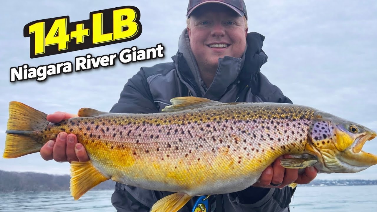 14 LB 10 OZ Brown Trout! Niagara River GIANT!