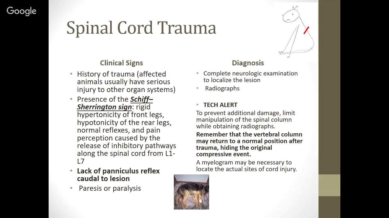 Diseases of the Nervous System - Part 1, CNS