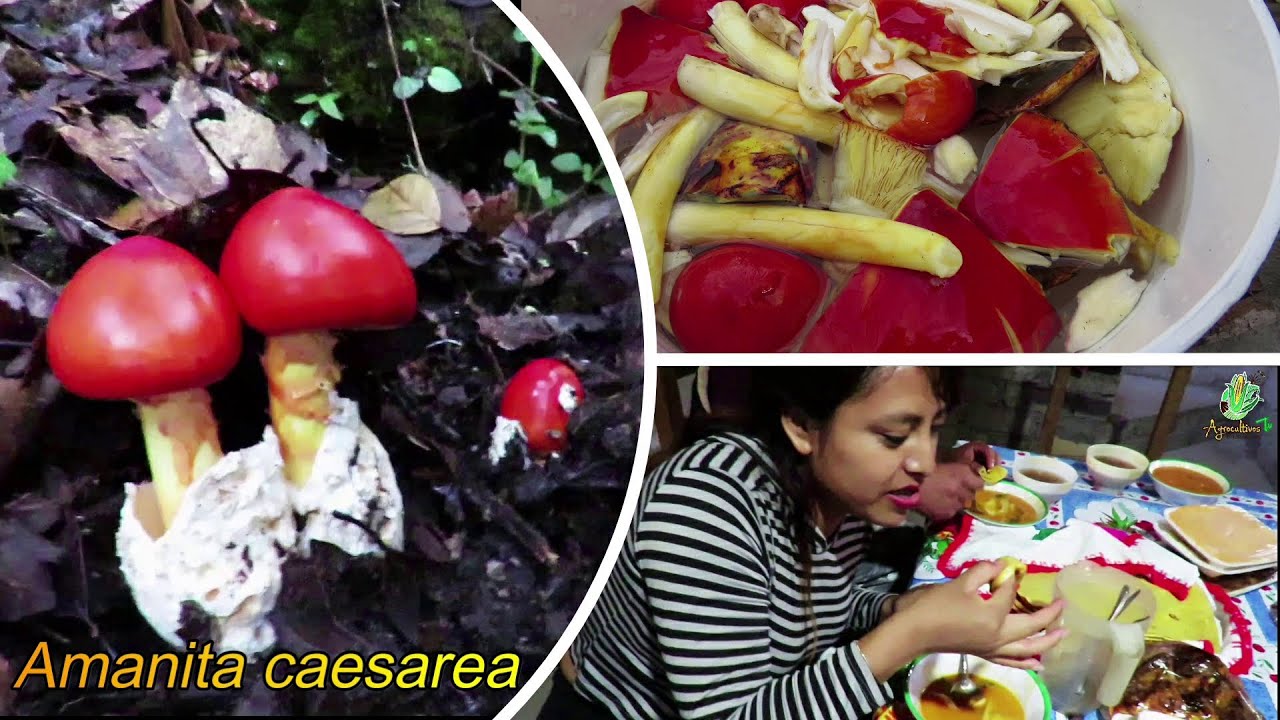 ¡El paraíso de los hongos comestibles! Sierra Mixe, Oaxaca | Amanita caesarea | PARTE II