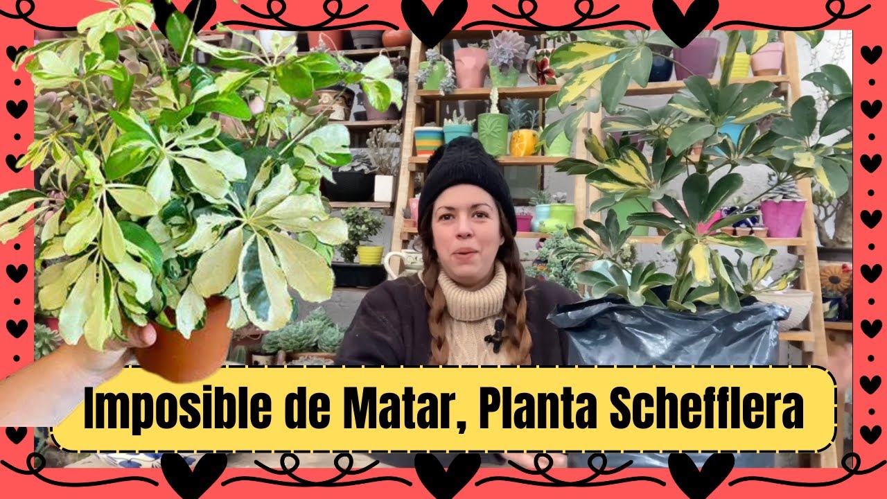 Plantas imposibles de matar, plantas Schefflera cuidados y mantenimiento