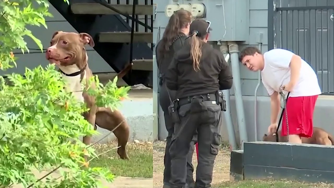 Pit Bull Turn On Children While Babysitter Removes Dog from Bath