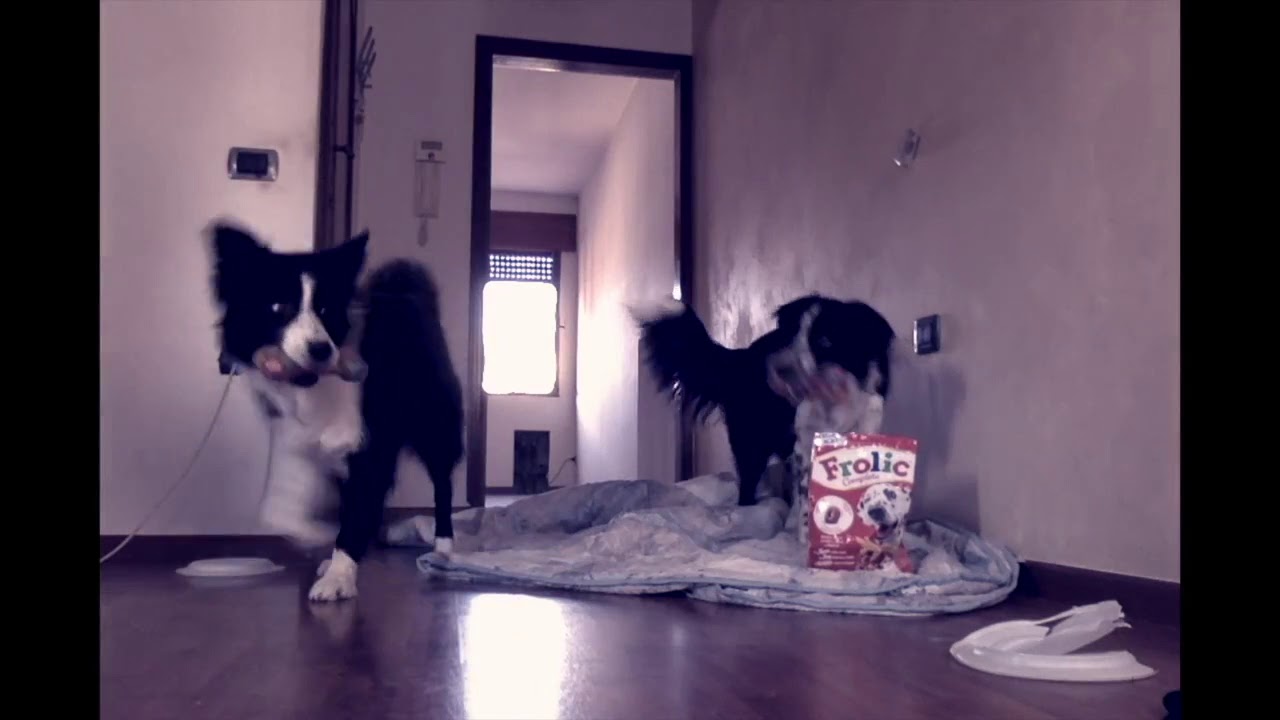 Vivere con due Border collie - Pablo & Asia