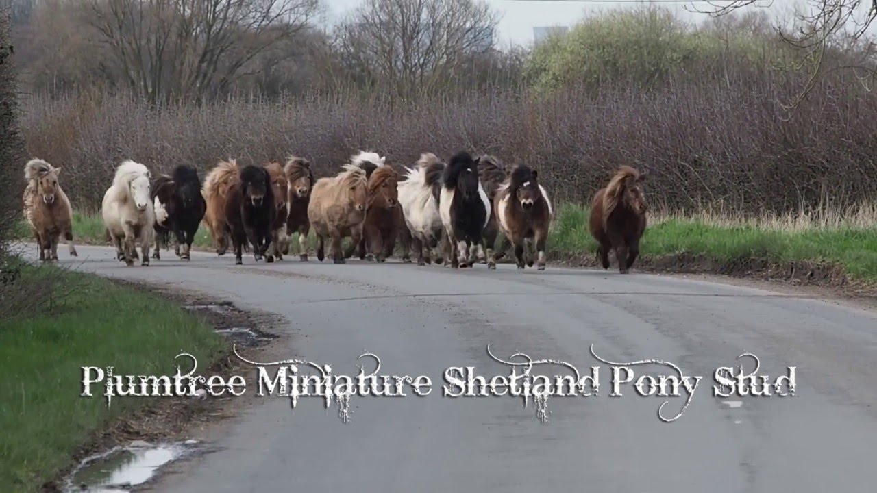 Moving time at Plumtree Miniature Shetland Pony Stud!