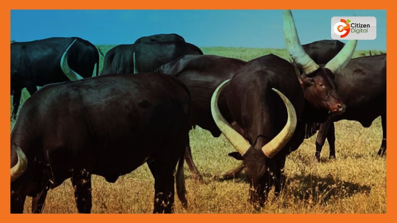 Kilimo Biashara | Faida ya ng'ombe wa aina ya Ankole