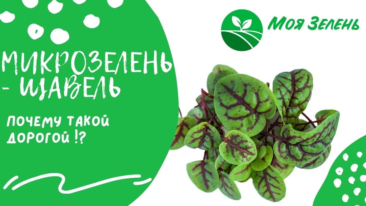 Микрозелень - Щавель. Детальный гайд по выращиванию.