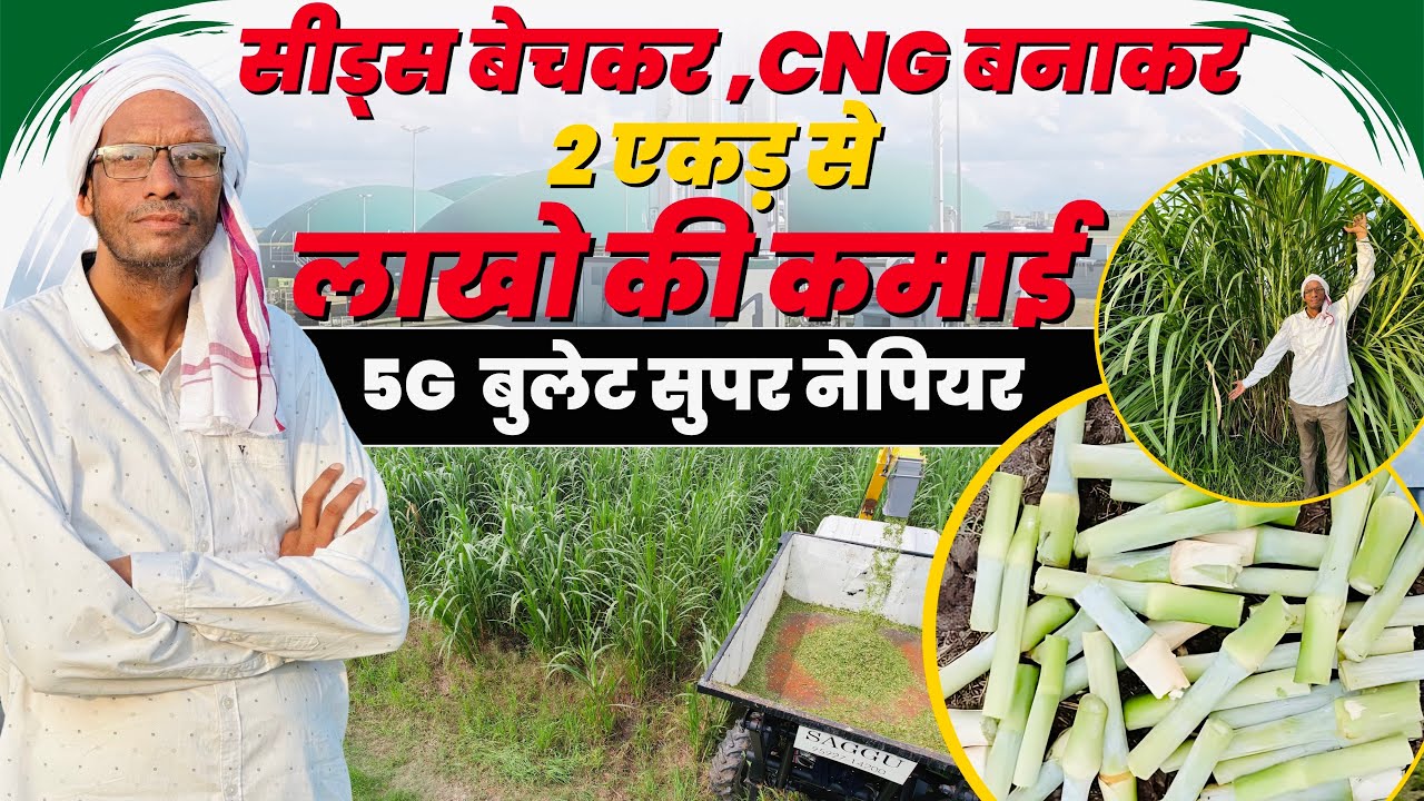 5G Bullet Super Napier की खेती से लाखो का टर्नओवर करने वाला किसान 🤑फास्ट कटाई वाला हरा चारा