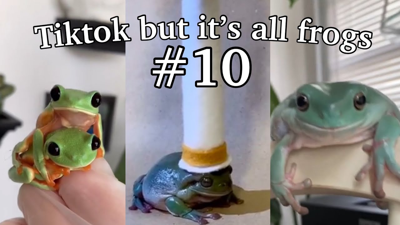 TikTok but it’s all frogs #10