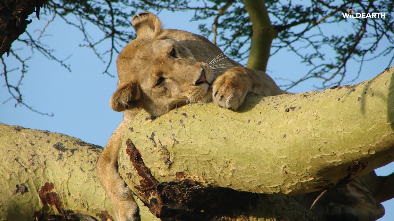 Leopard's loss, lion's gain