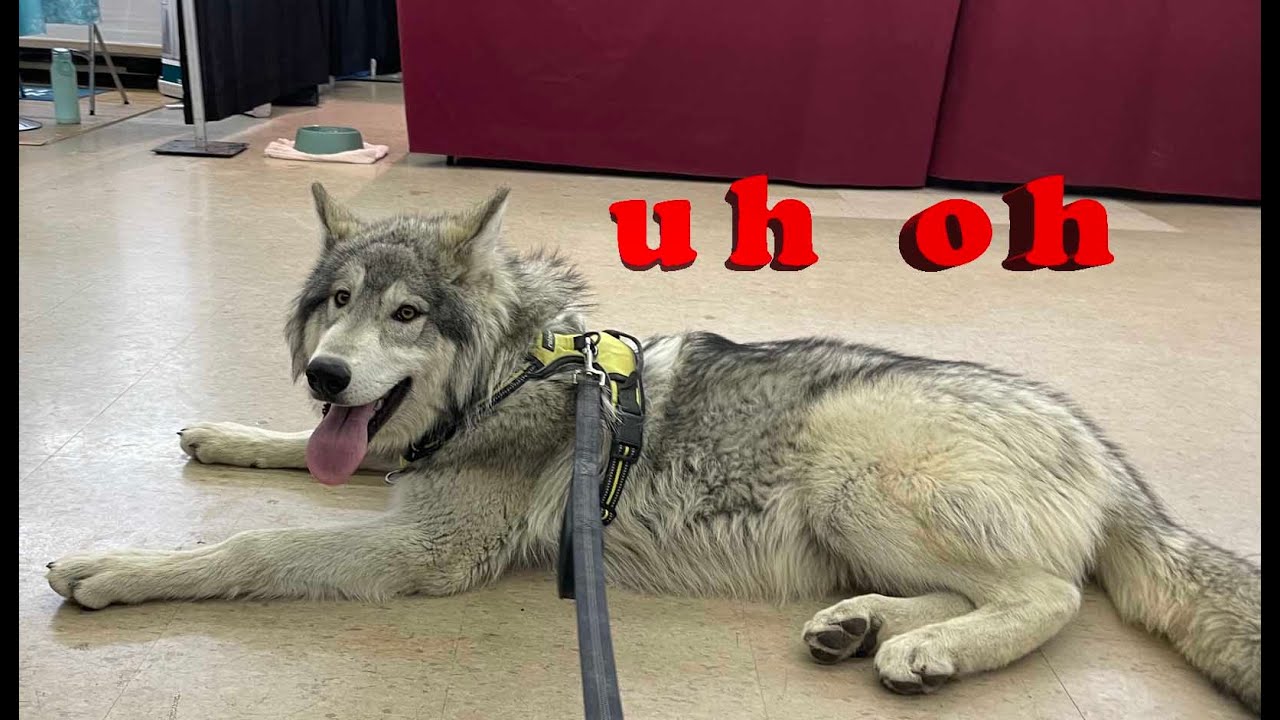 We Took a Wolfdog Puppy to a Pet Expo & This Is How It Went