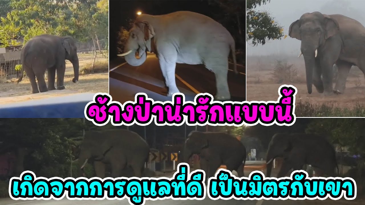 เมื่อ 'ความรัก' คือรั้วที่ดีที่สุด...เรื่องราวของจิตอาสาผู้ดูแลช้างป่าที่ทำให้คนไทยยิ้มได้ทั้งประเทศ