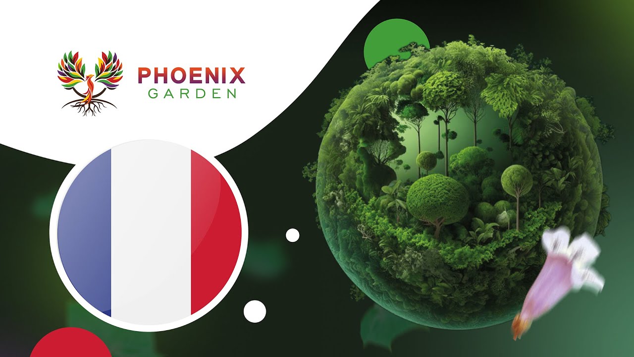 Présentation de l'arbre Paulownia et du projet Phoenix Garden !