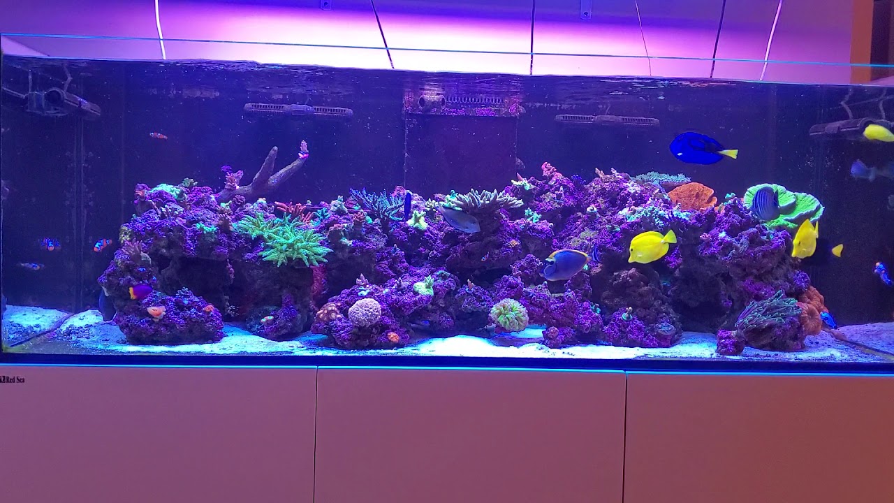 Red Sea Reefer xxl 750 - 1 year 10 months