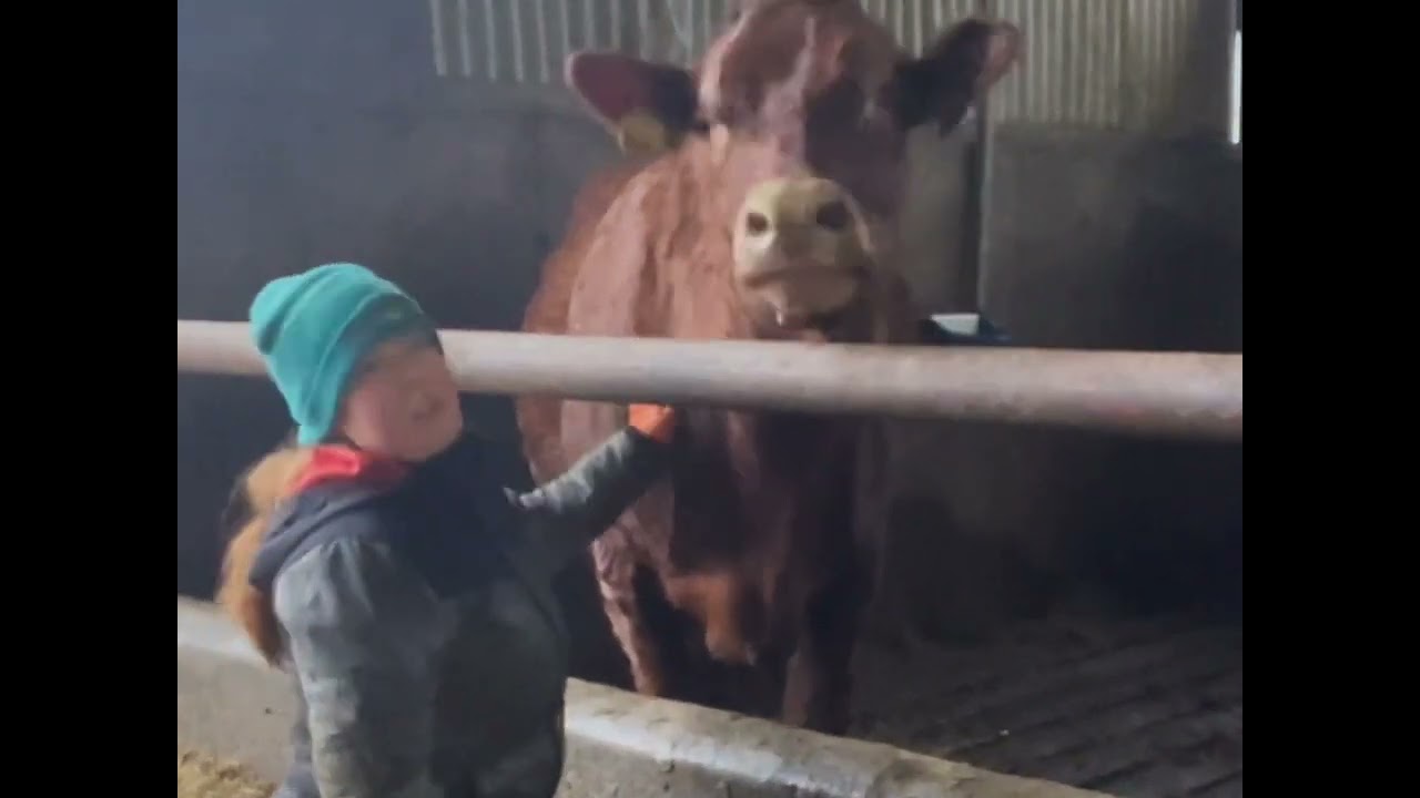 We love our ginger cows. Meet Honey the Saler cow.  #irish #farm #cow