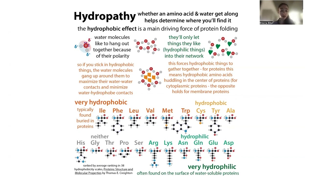 Amino acids compare/contrast & classification (polar/nonpolar, aliphatic/aromatic, size, charge etc)